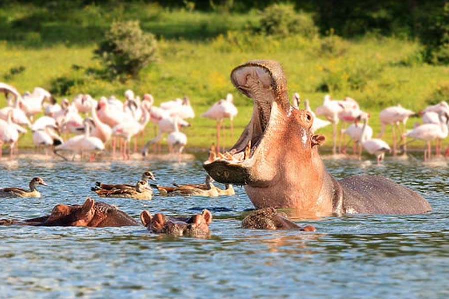 Lake Nakuru