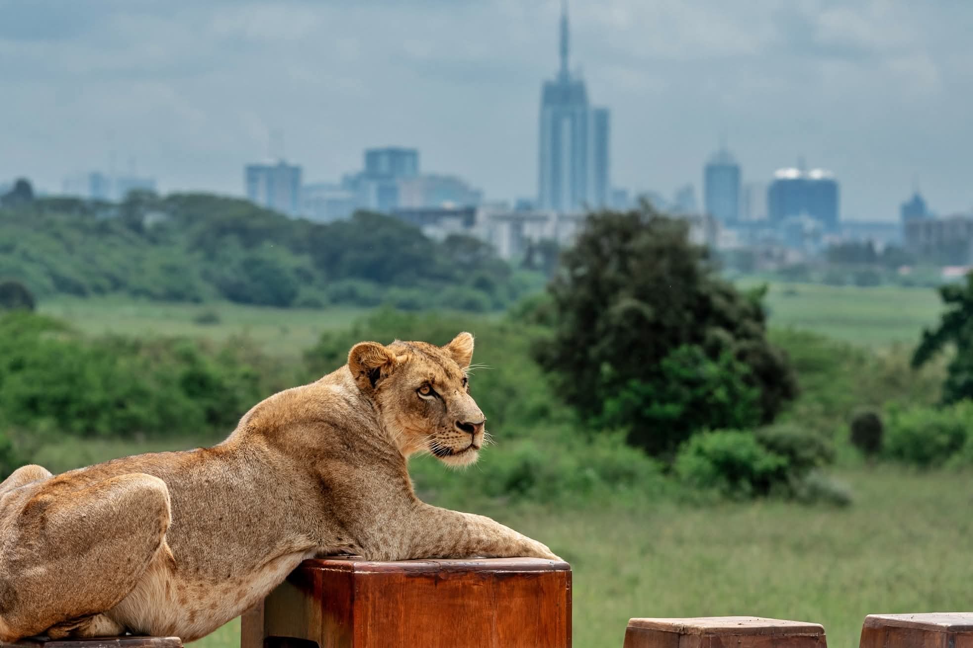 Nairobi national park tour